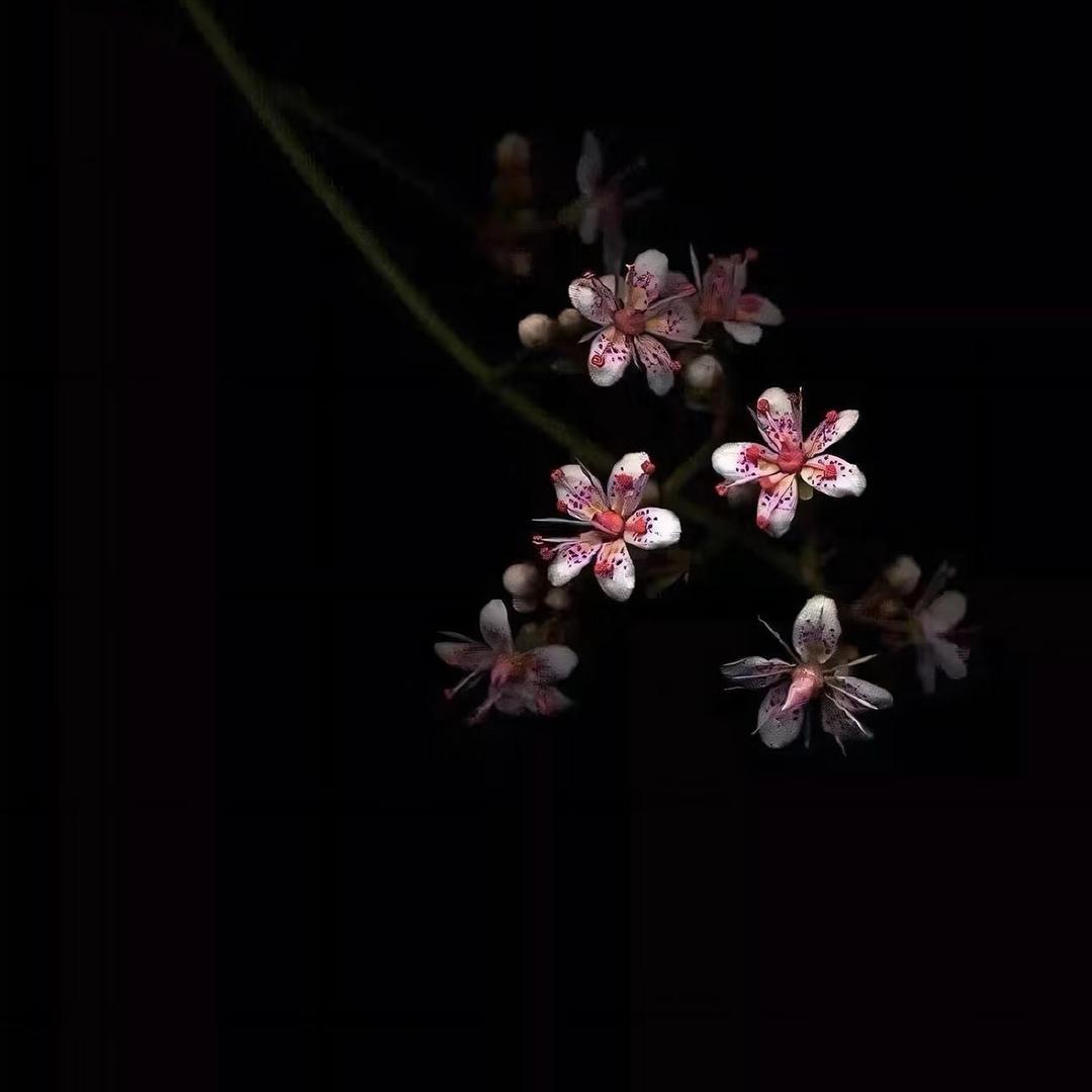 芳华
