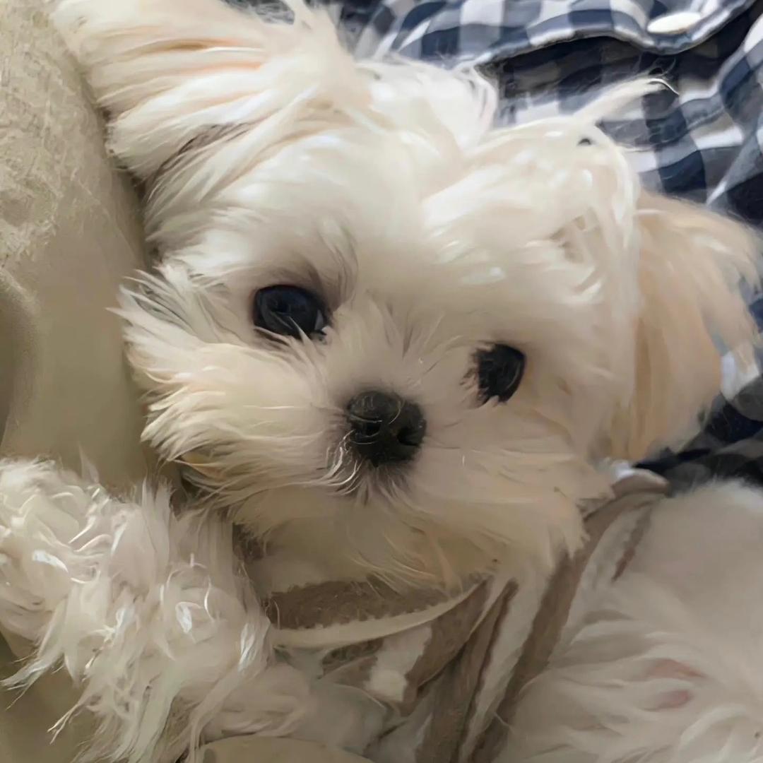 阜阳一菲小米婚车队 奔驰 红旗