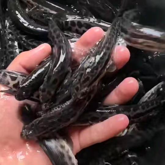 安徽大型黑鱼养殖