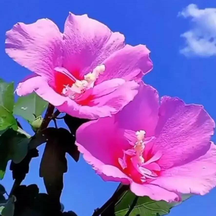 M丫头