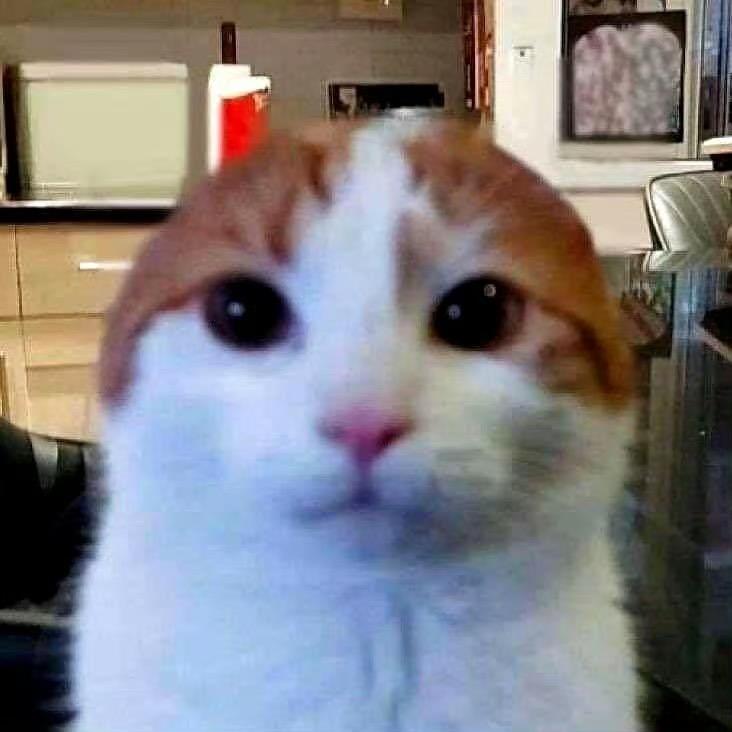 kira是闪闪发光的Kira