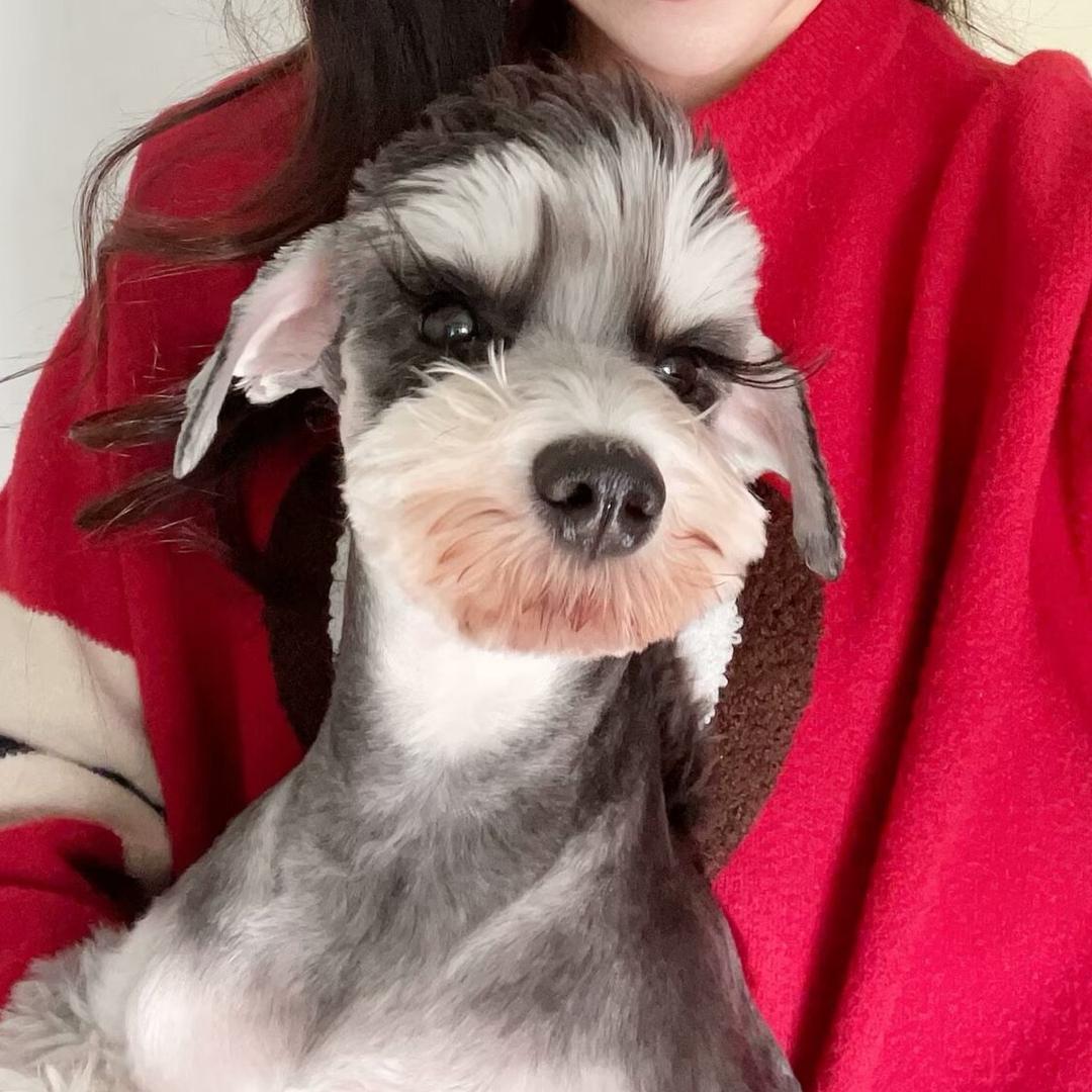 艾米是只雪纳瑞