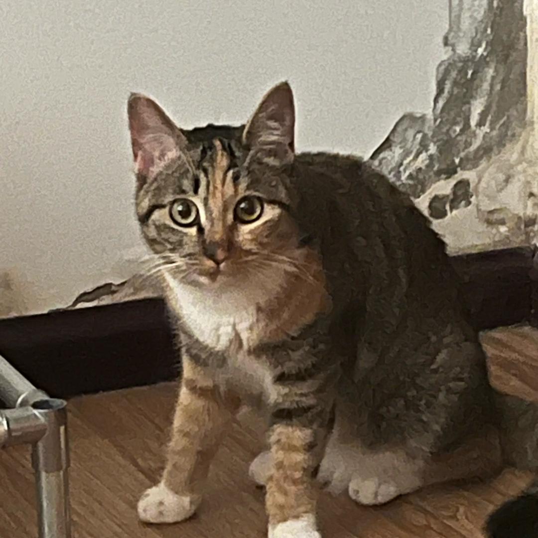 土豆是最好吃的洋芋