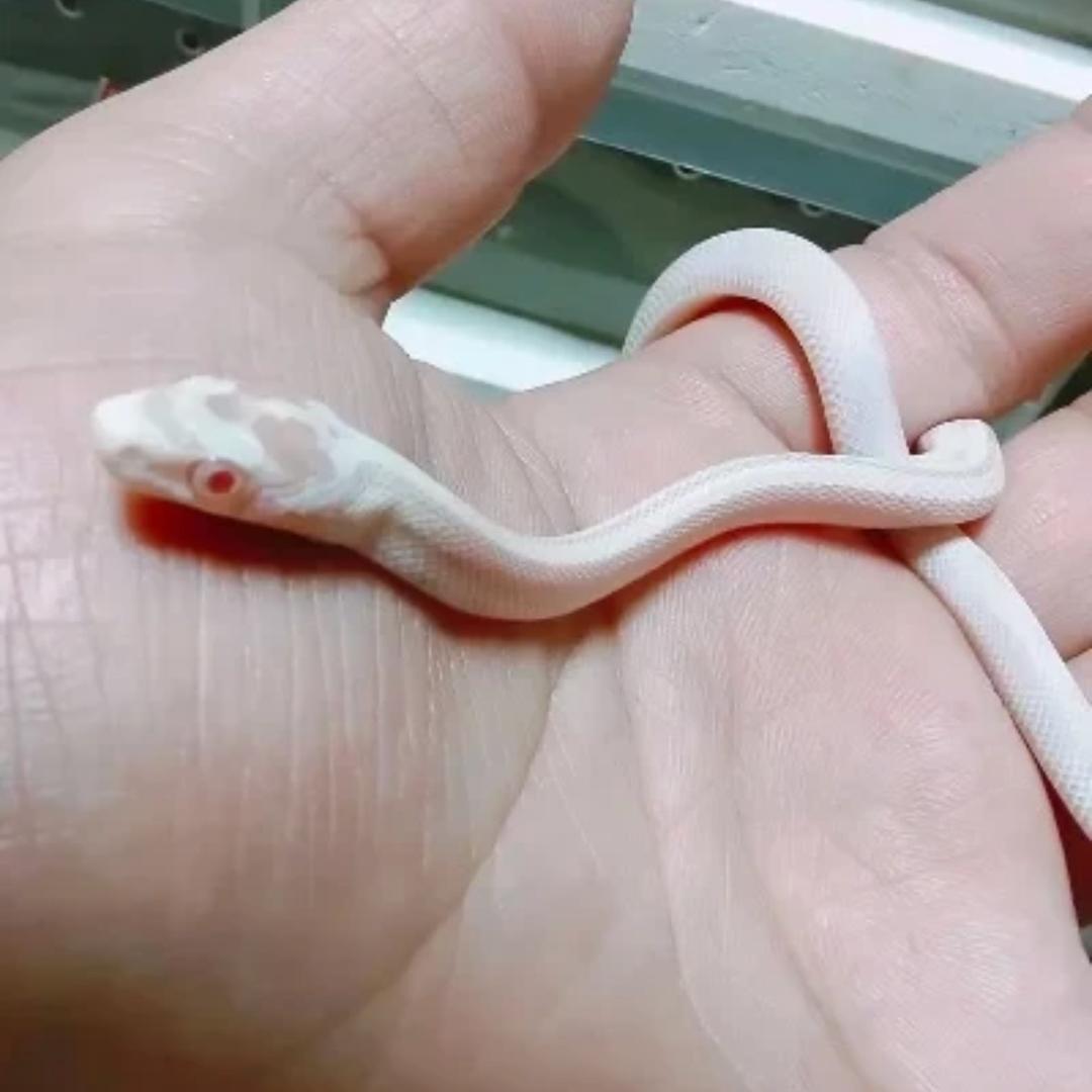 杜拉拉不拉拉布拉多