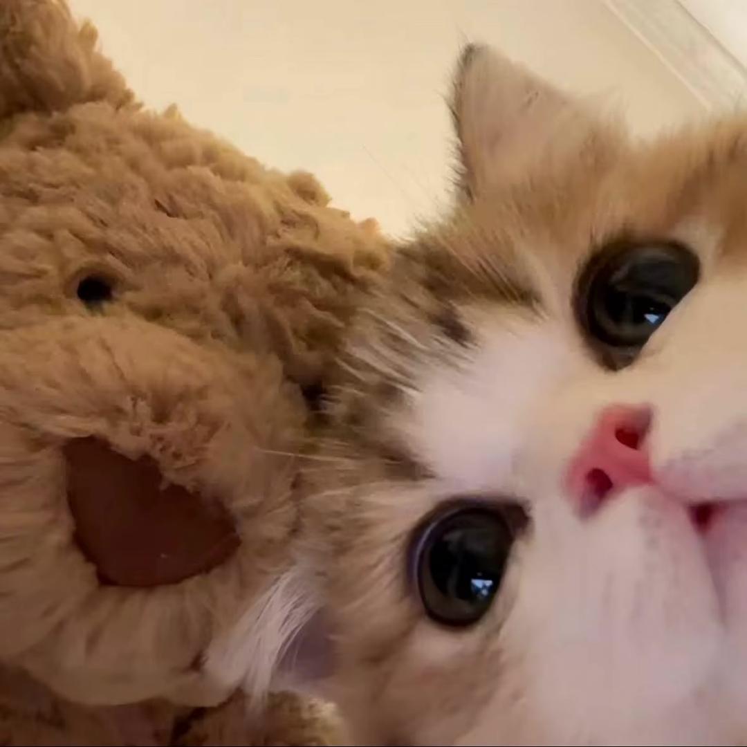 倒霉熊