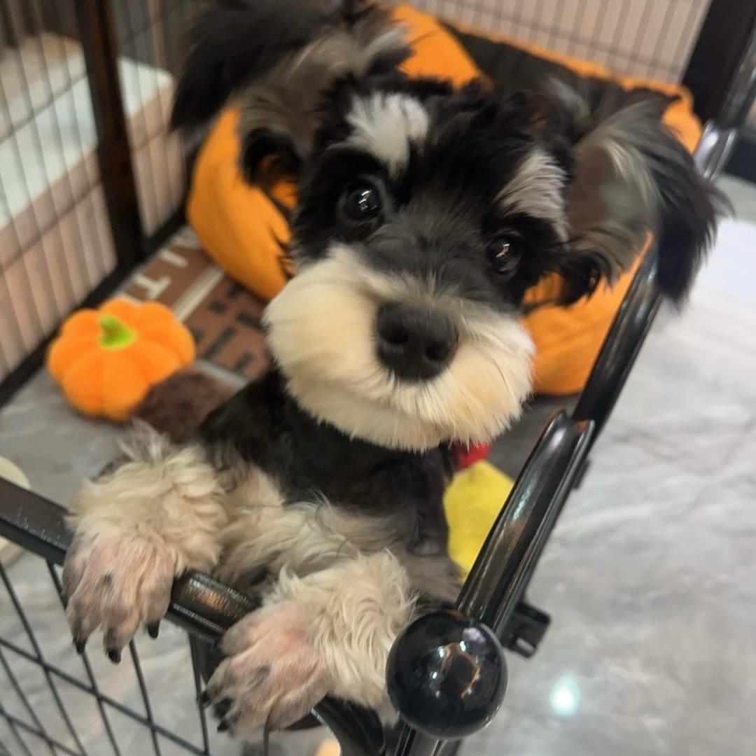 桃桃是只雪纳瑞