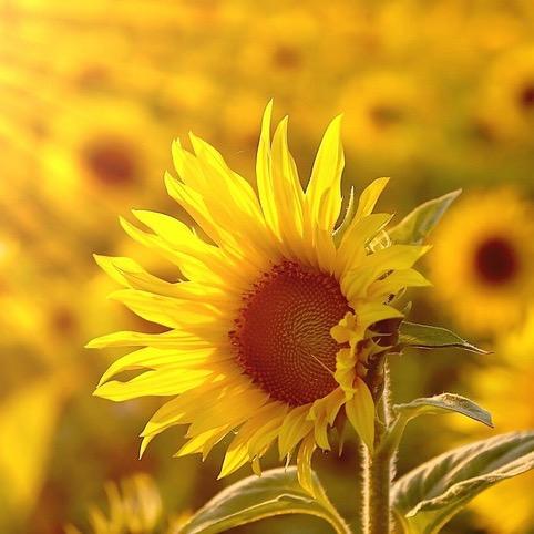 waxxあいฉันwaxx