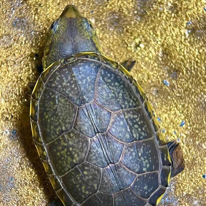 泉品龟宠（窄桥）