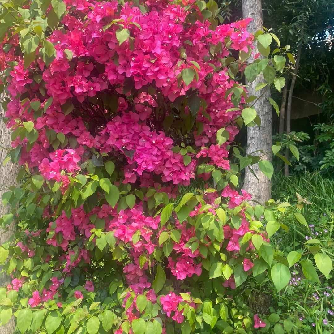 小鲸