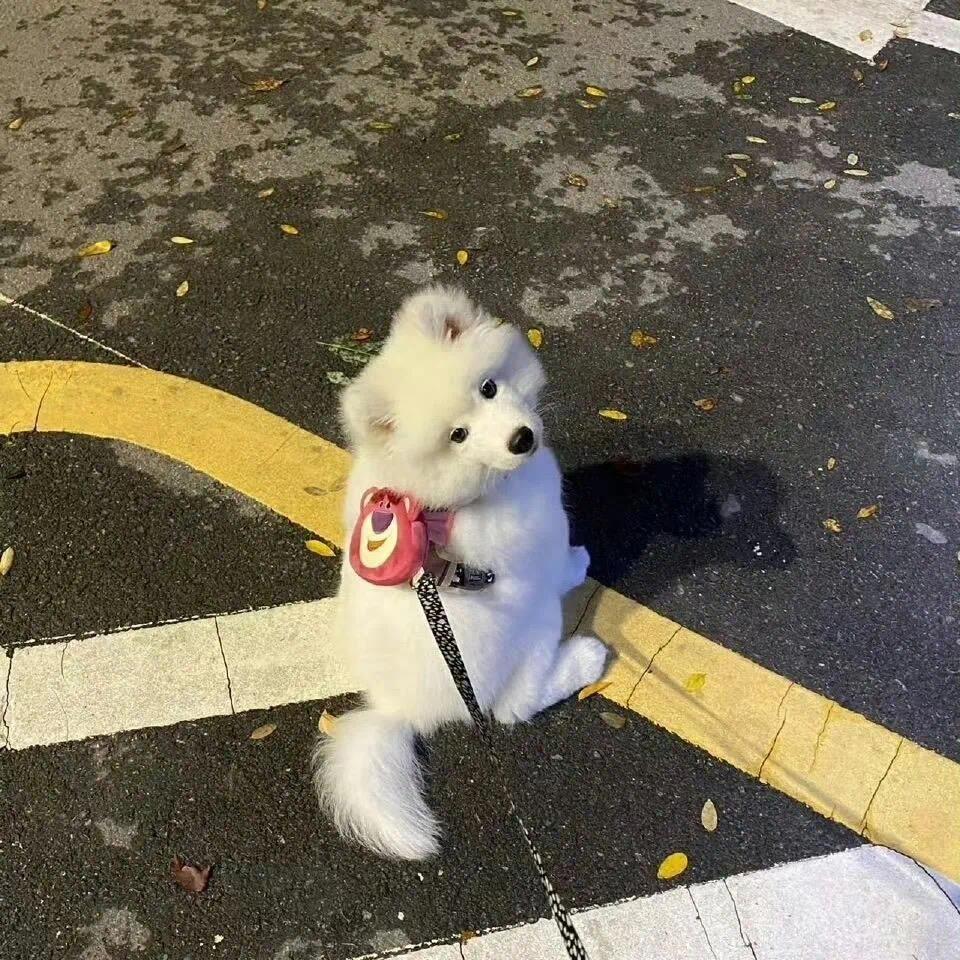 喵喵芳酱