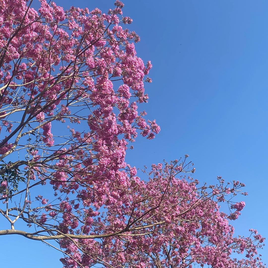 紫花嘉宝果园