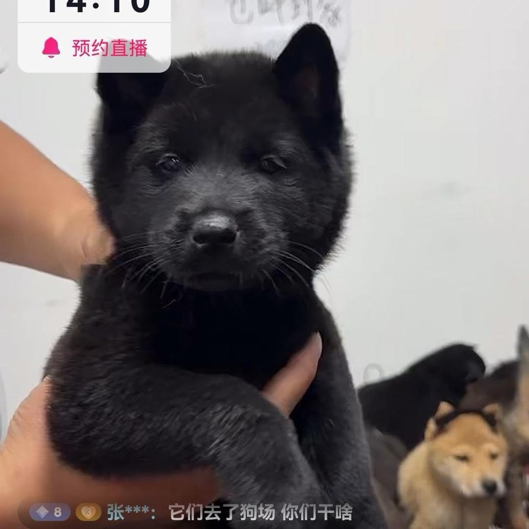 广西壮族田园犬