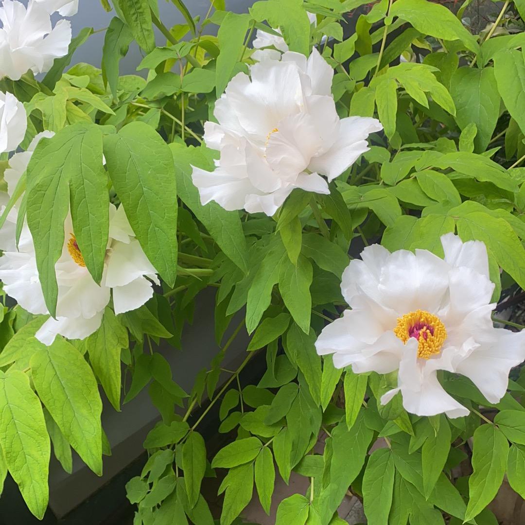 灌肠器源头工厂店