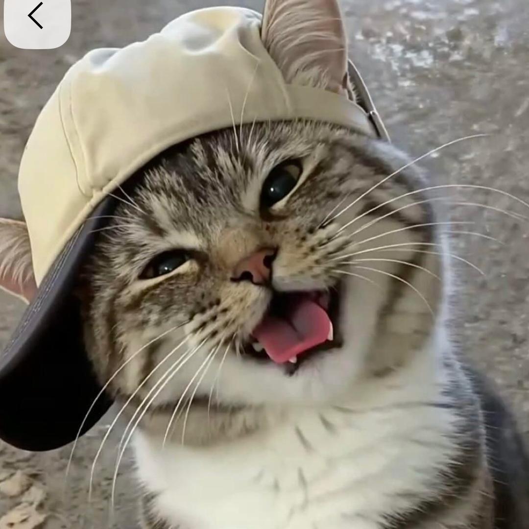 喵 苗 秒 妙🐈‍⬛