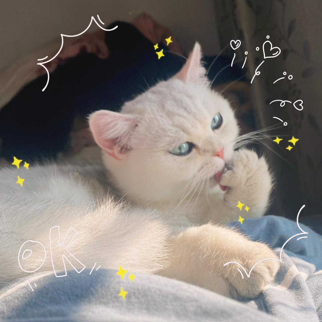 不再萌的阿萌