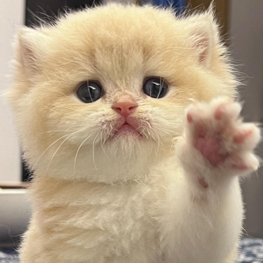 ShanZhu｜山竹渐层猫舍