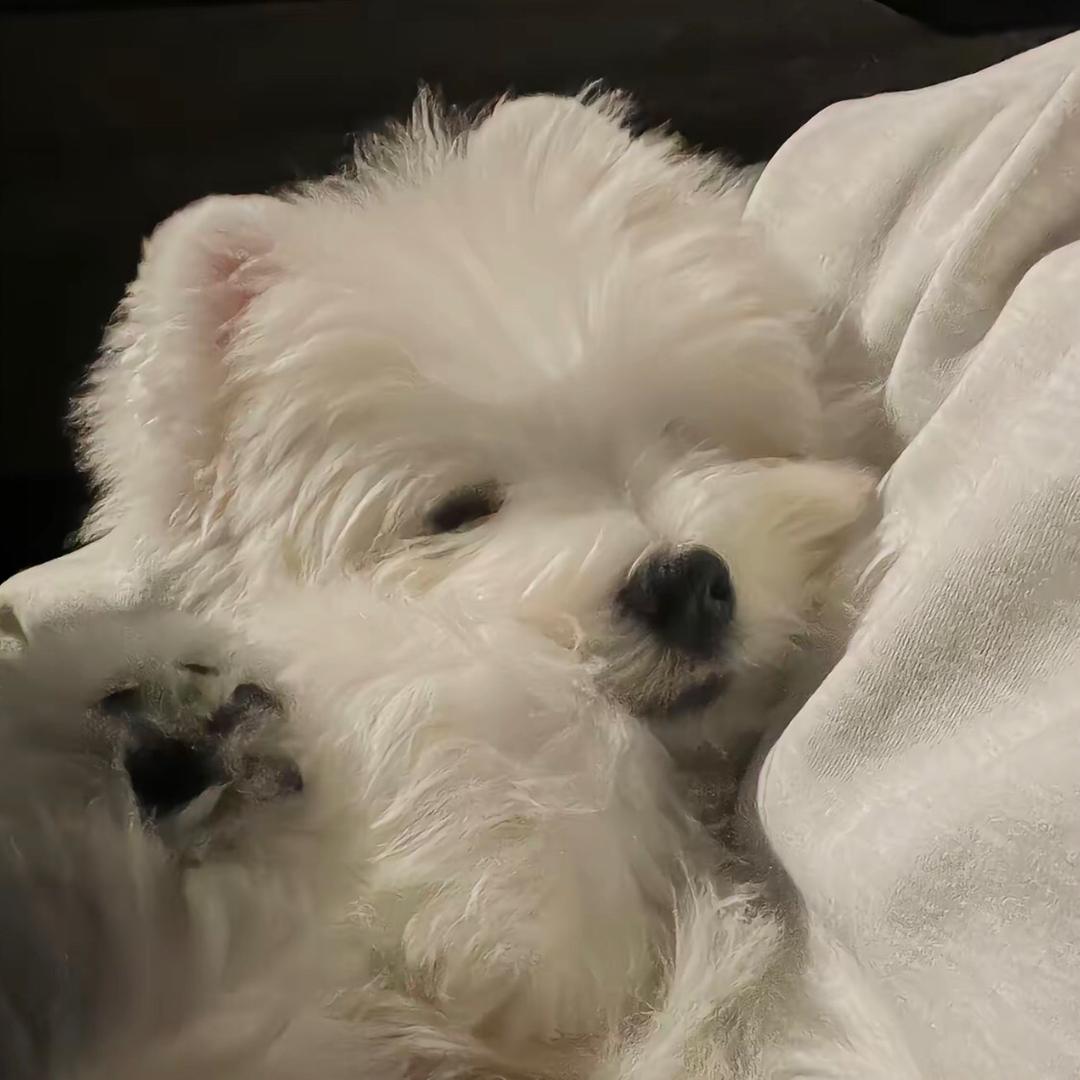 IL