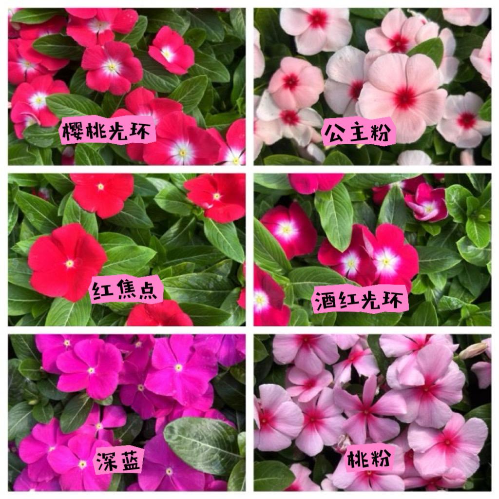 青梧花卉园艺