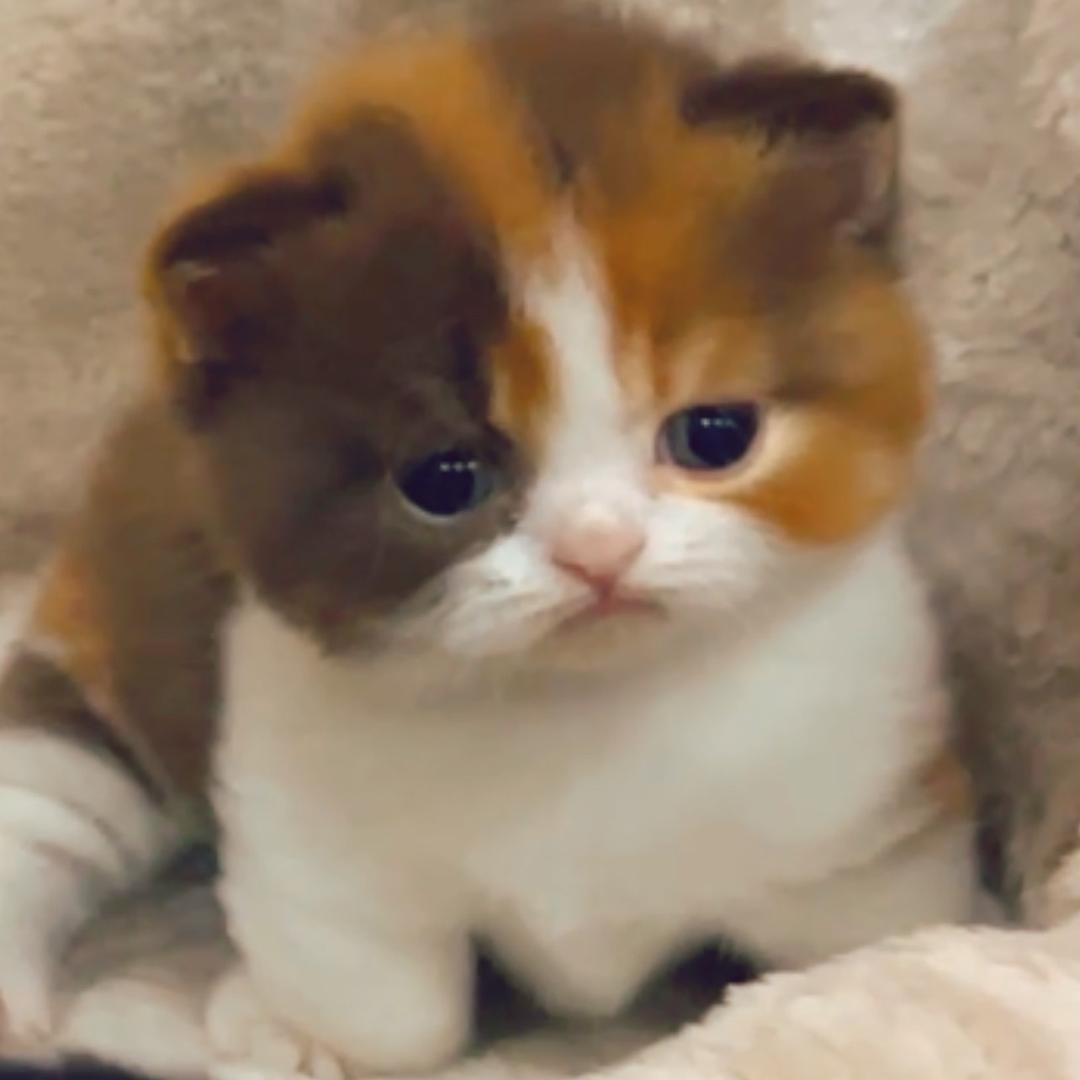 赵桂芬家的粑粑猫