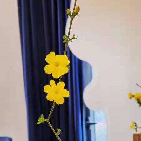 凤龙湾Lily