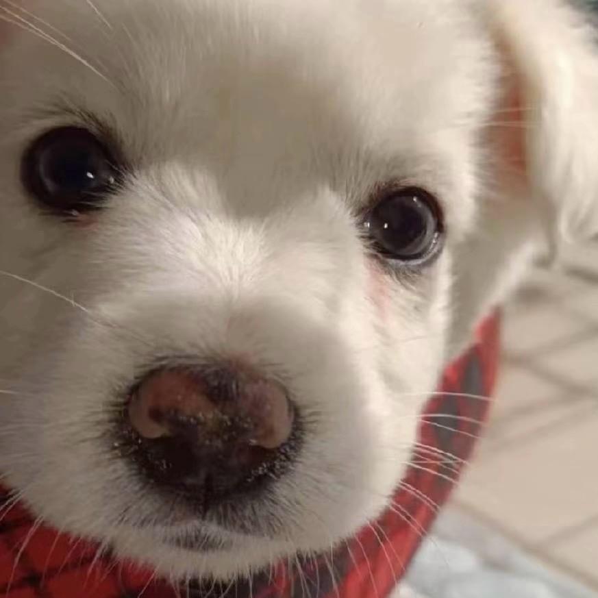 🐶