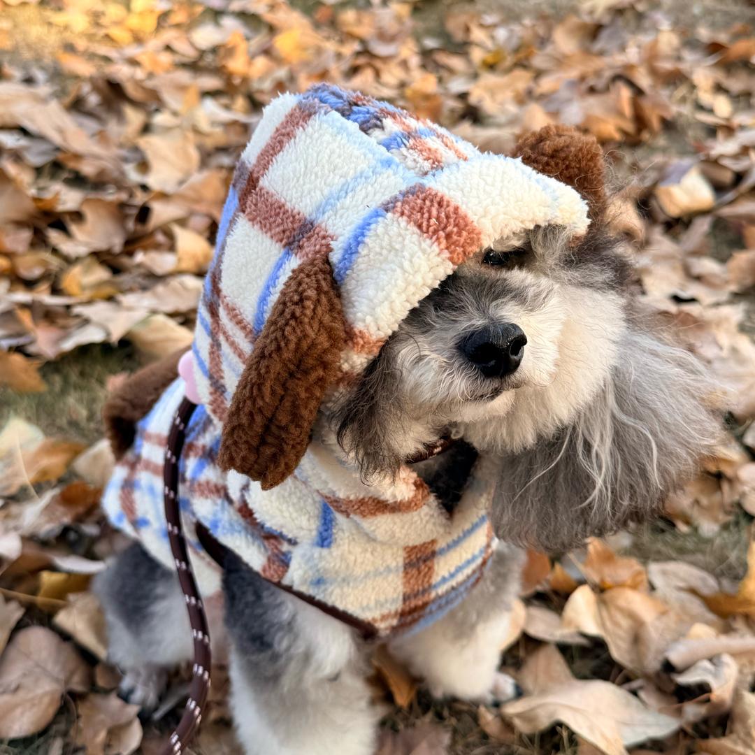 颜小灰是只花贵