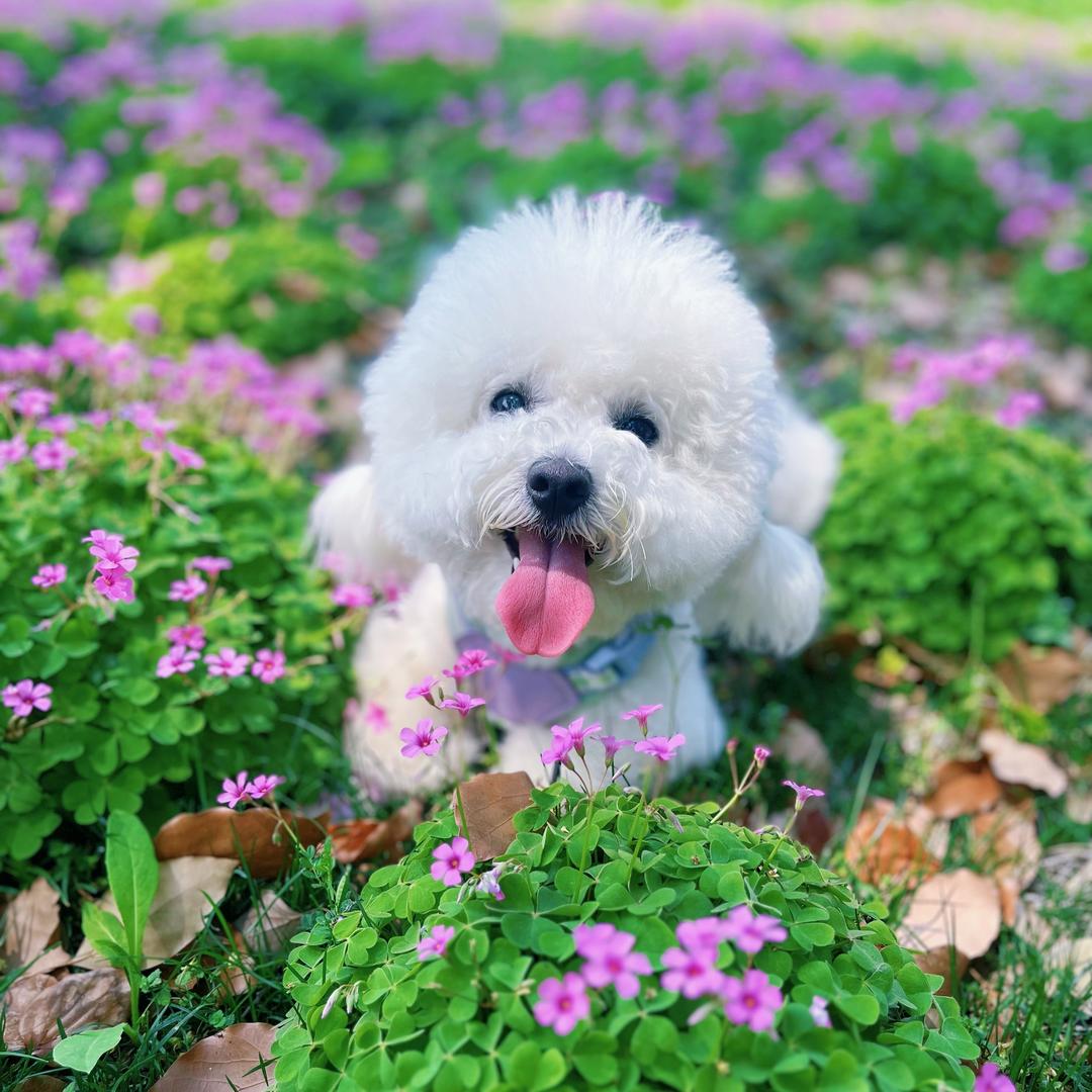 是汤圆呀 ♡⃛