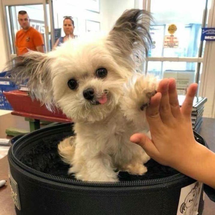 yy