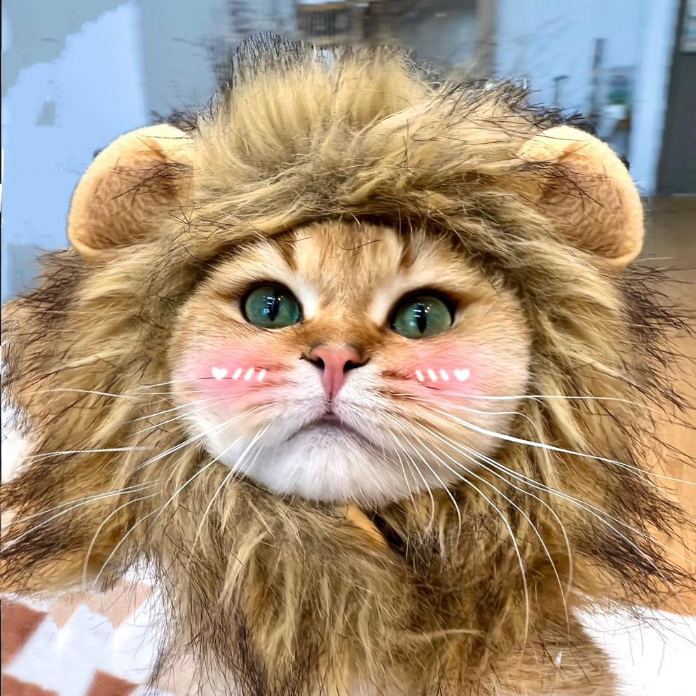 猫界小辛巴