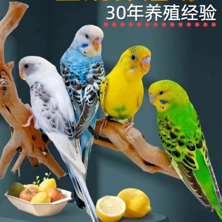 喜爱宠物的小姐姐