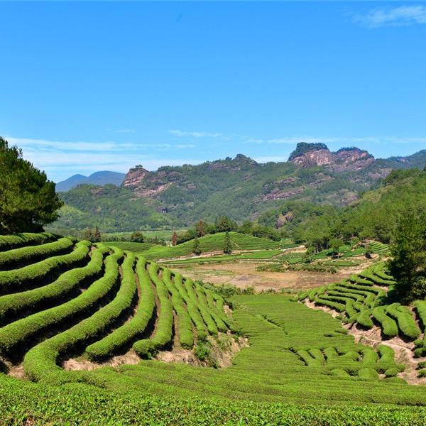 怡雅茶叶