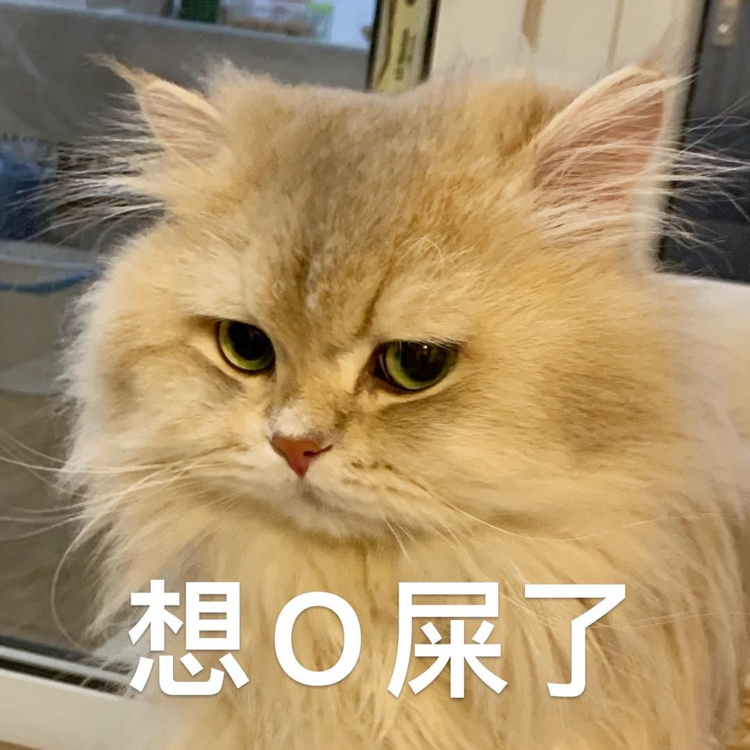 风流倜傥吴英俊