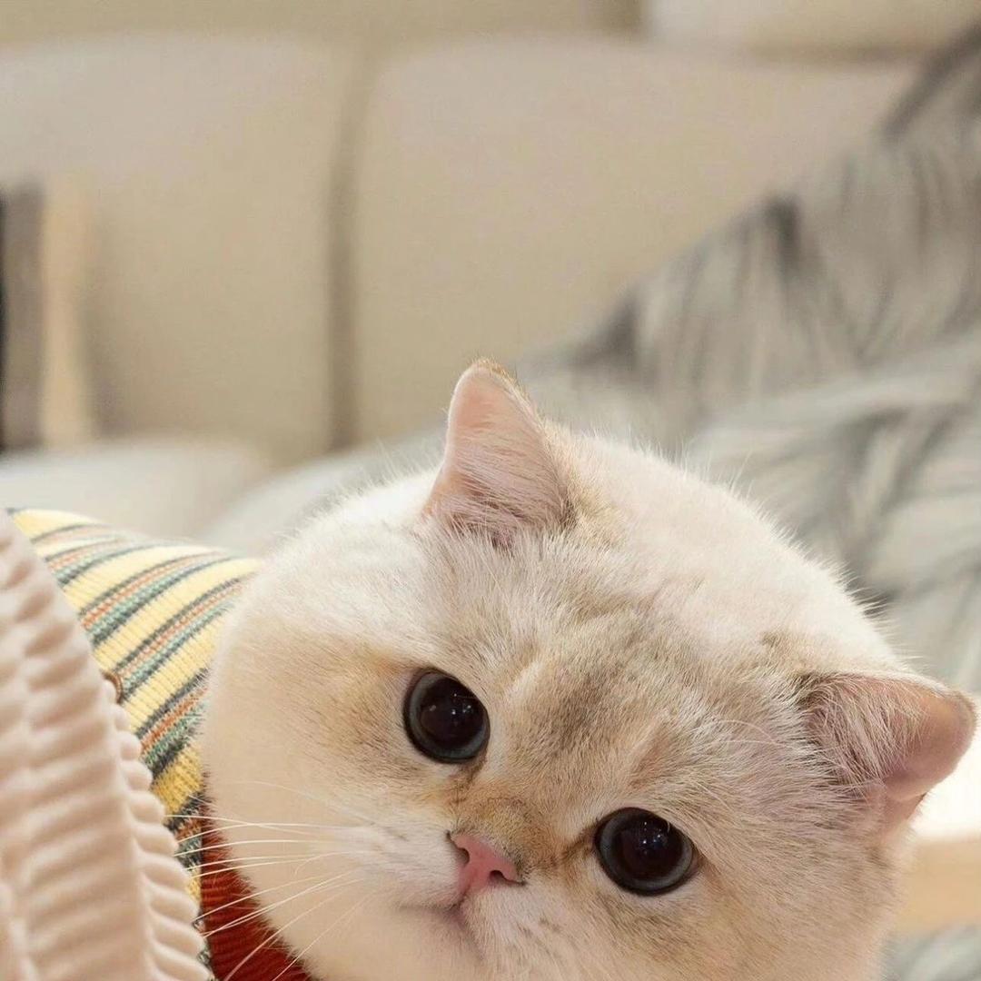 顺欣顺意