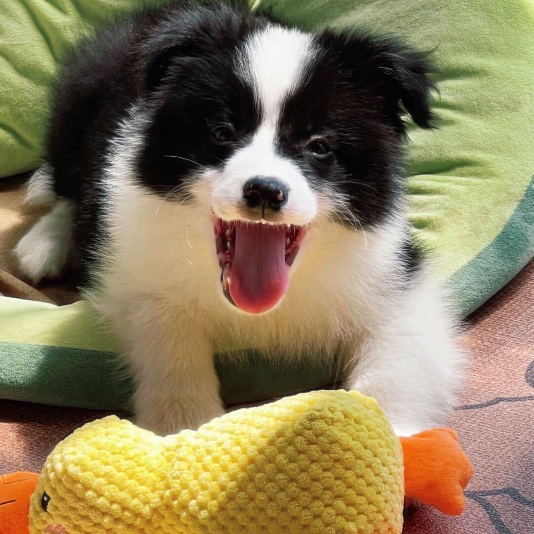 🐶苏打水的小苏打