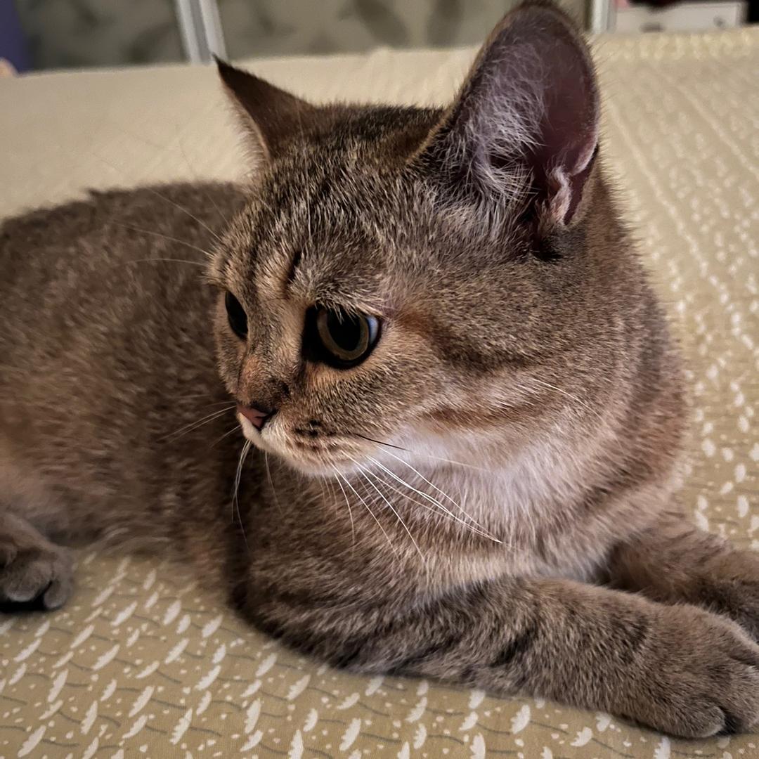 一只小猫喵喵喵