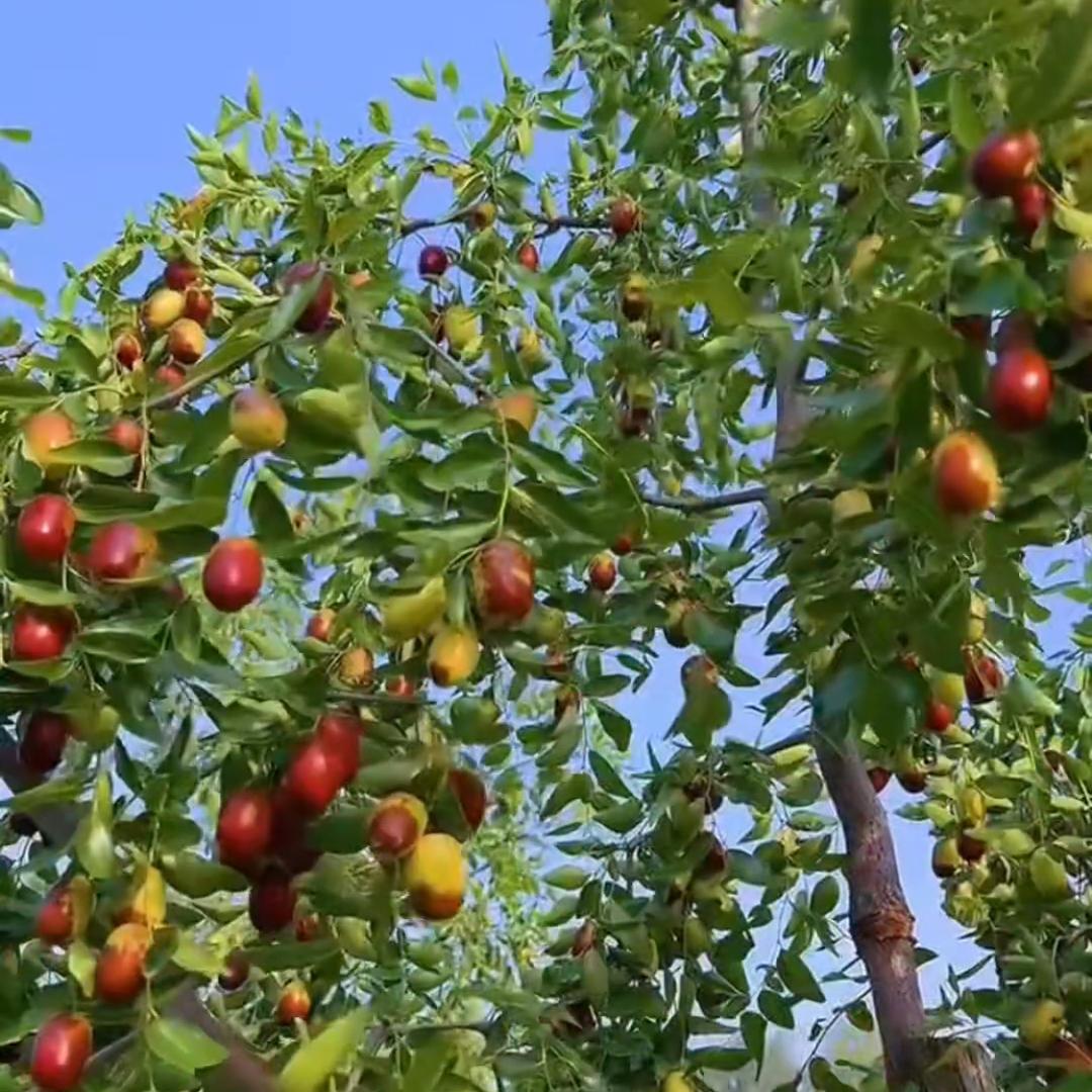 蕊燊果树苗木专营店