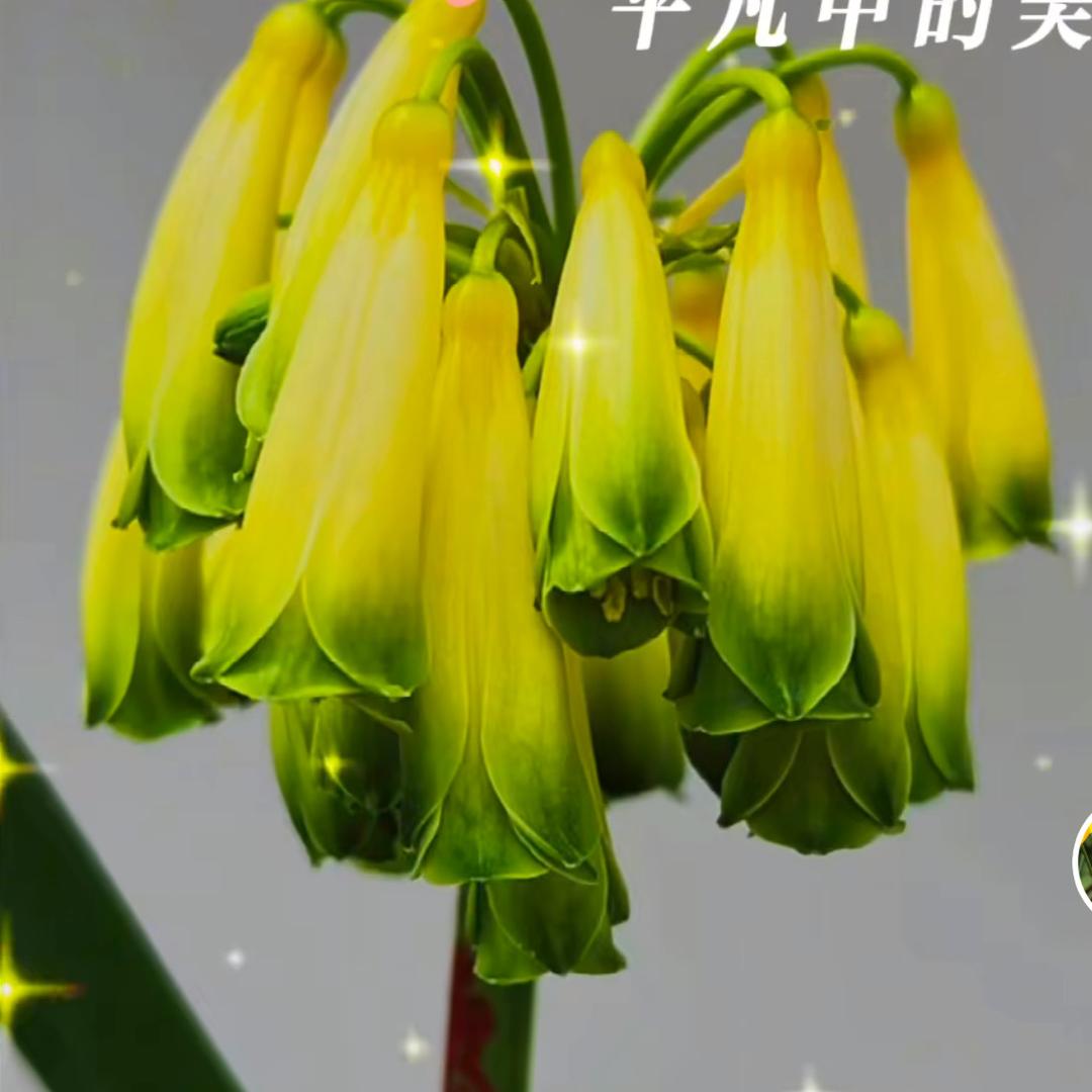 晓君异花君子兰苑