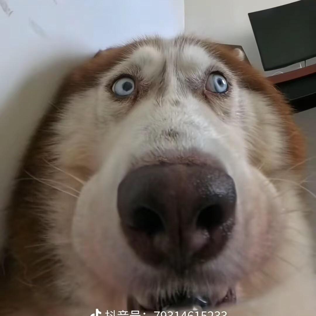 修飞机的屁屁橘