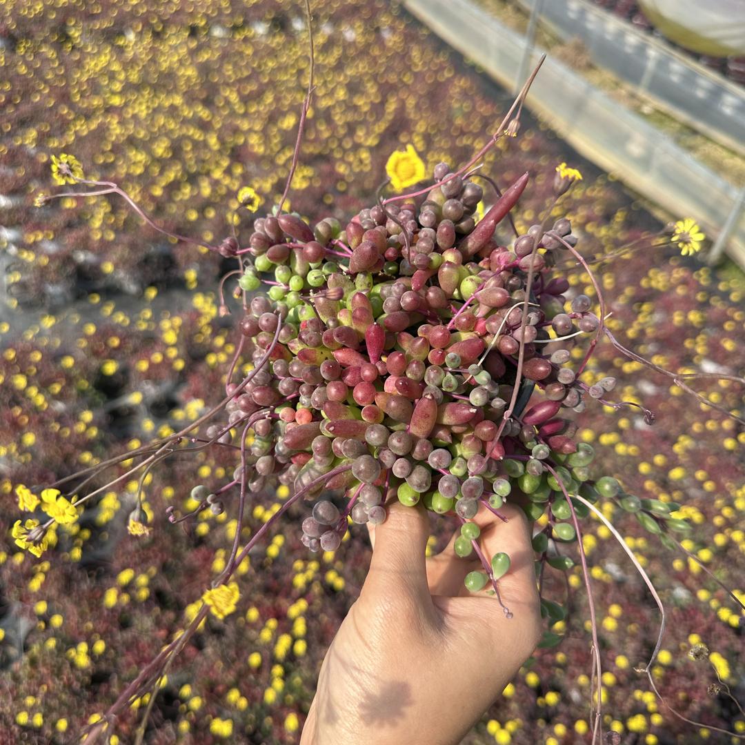 荣亿花卉