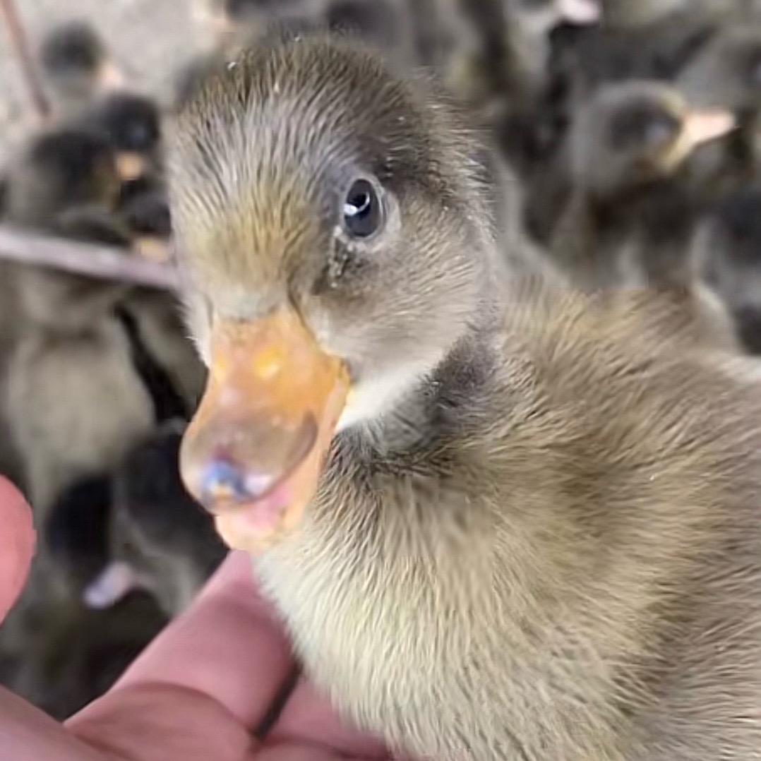 白洋淀丑小鸭农场1