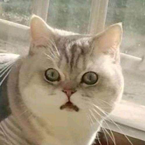大咪不是喵