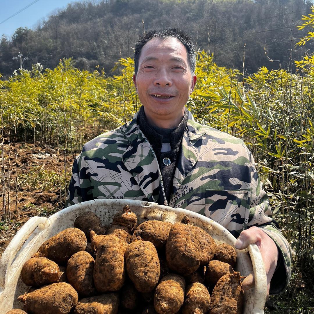 元明天麻