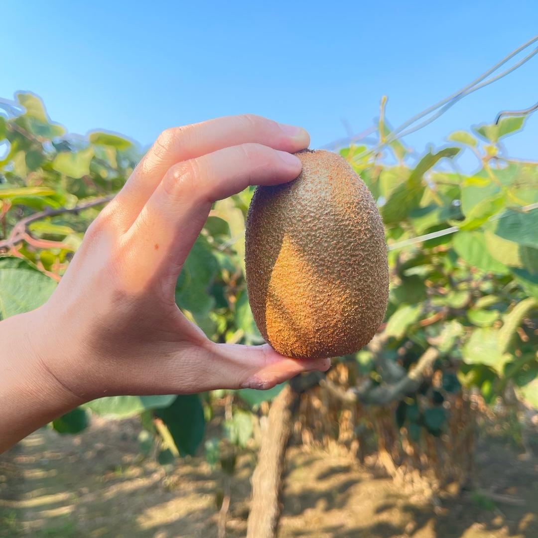 创锦甜蜜蜜果园