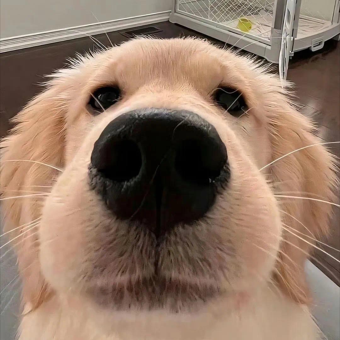 爱喝柠檬水