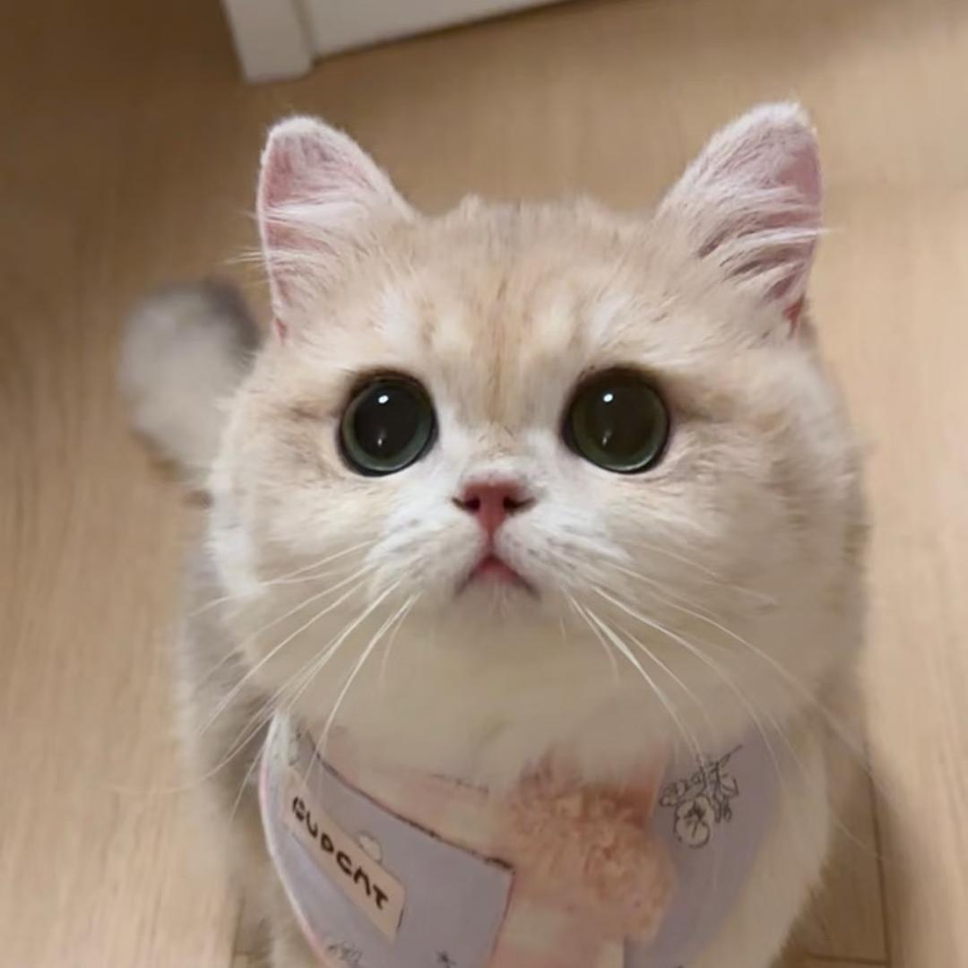豆包🍭