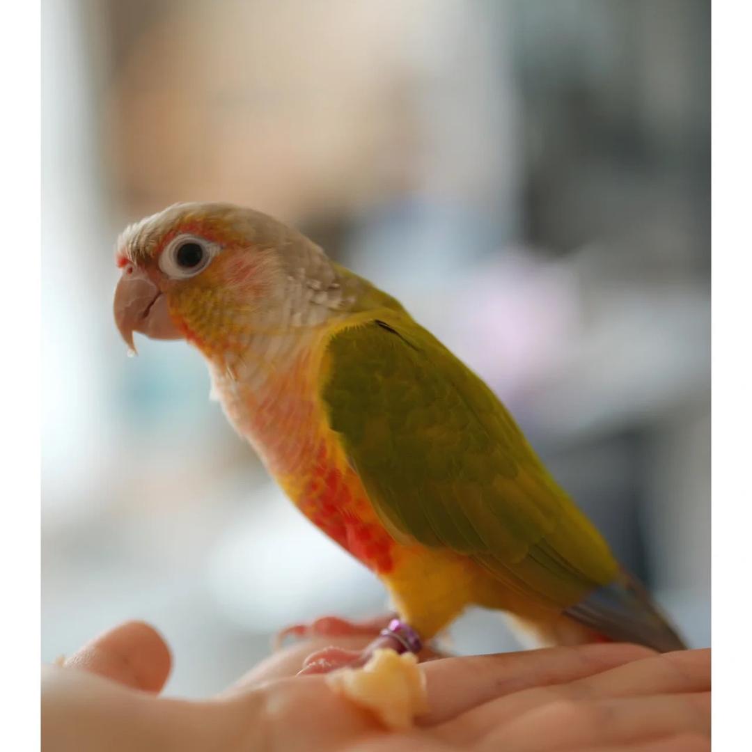 聊聊鹦鹉🦜meng