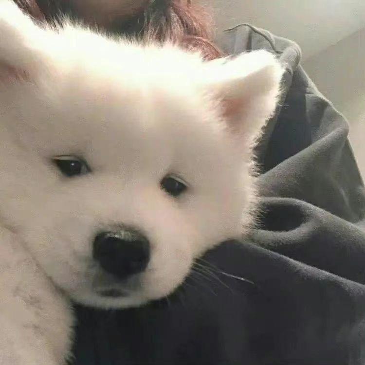 爱吃苞米