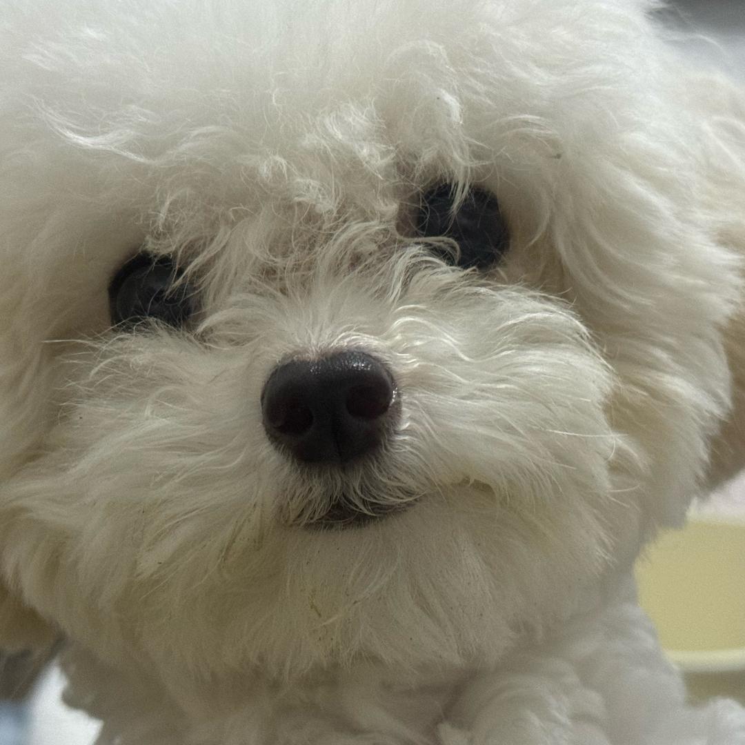 耿吃吃是世界上最可爱的小狗