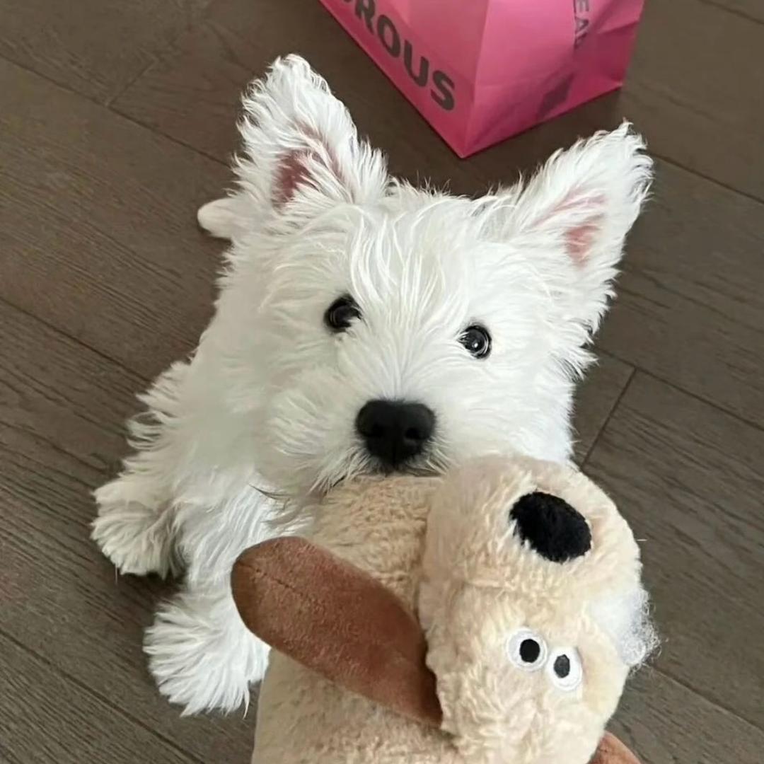 🐾🐾小小小尧🐾🐾