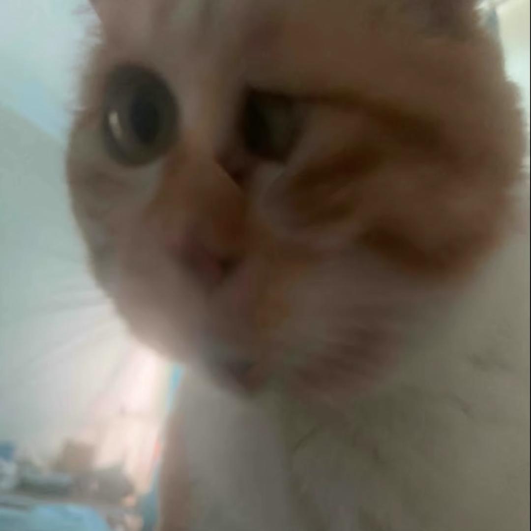 老羊羊